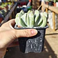 Echeveria Runyonii 