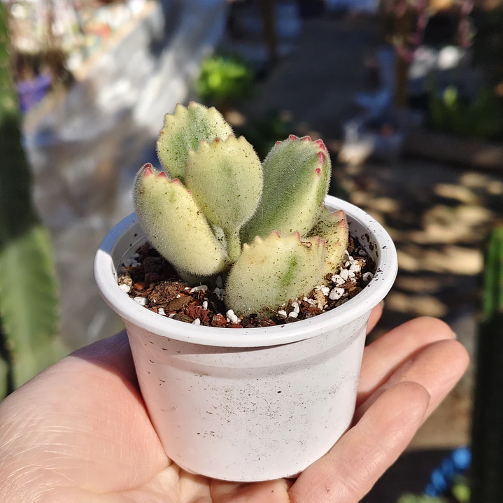 Cotyledon Tormentosa Variegada (Garrita de oso variegada) 4