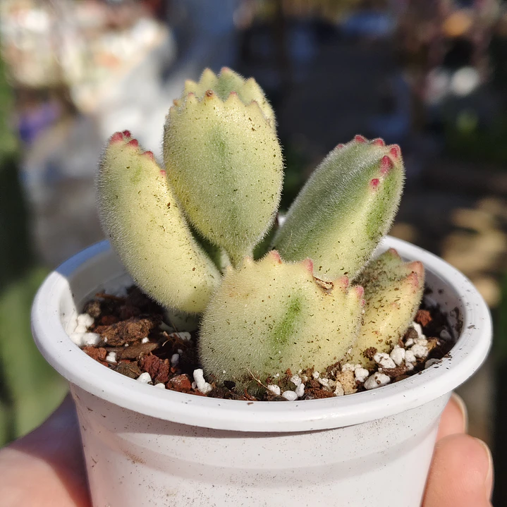 Cotyledon Tormentosa Variegada (Garrita de oso variegada) 5