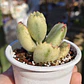 Cotyledon Tormentosa Variegada (Garrita de oso variegada) - Miniatura 5