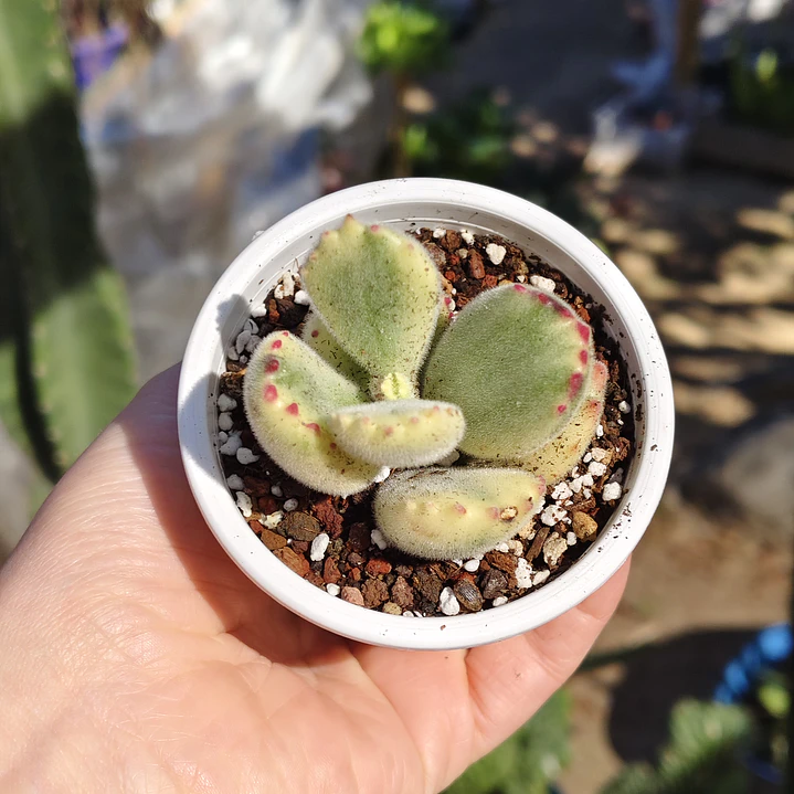 Cotyledon Tormentosa Variegada (Garrita de oso variegada) 6