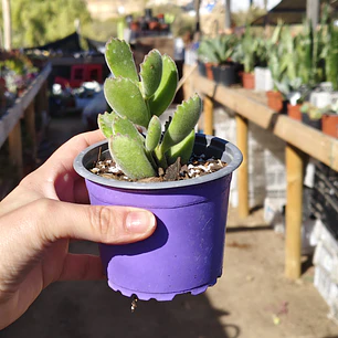 Cotyledon Tomentosa (Garrita de oso)