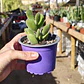 Cotyledon Tomentosa (Garrita de oso) - Miniatura 1
