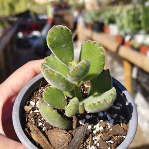 Cotyledon Tomentosa (Garrita de oso)