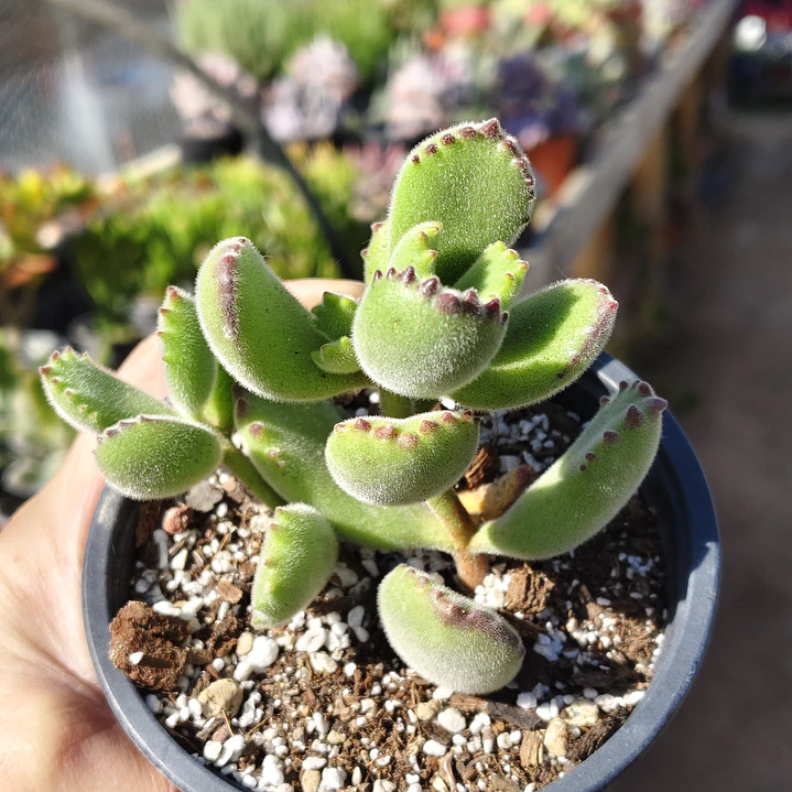 Cotyledon Tomentosa (Garrita de oso) 4