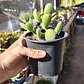 Cotyledon Tomentosa (Garrita de oso) - Miniatura 5
