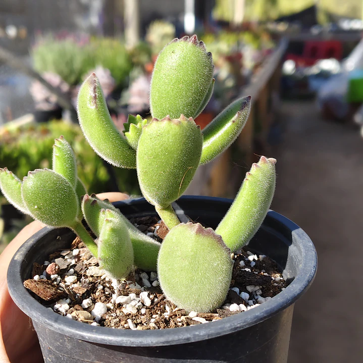 Cotyledon Tomentosa (Garrita de oso) 6