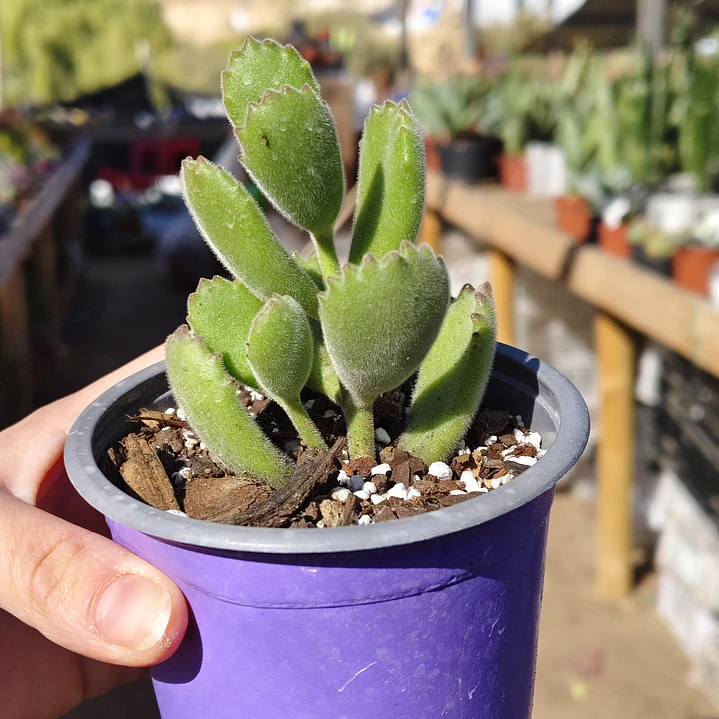 Cotyledon Tomentosa (Garrita de oso) 3