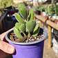 Cotyledon Tomentosa (Garrita de oso) - Miniatura 3
