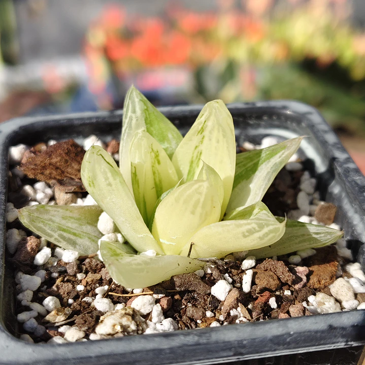 Haworthia cymbiformis Variegada  2