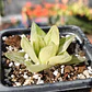 Haworthia cymbiformis Variegada  - Miniatura 2