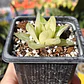 Haworthia cymbiformis Variegada  - Miniatura 1