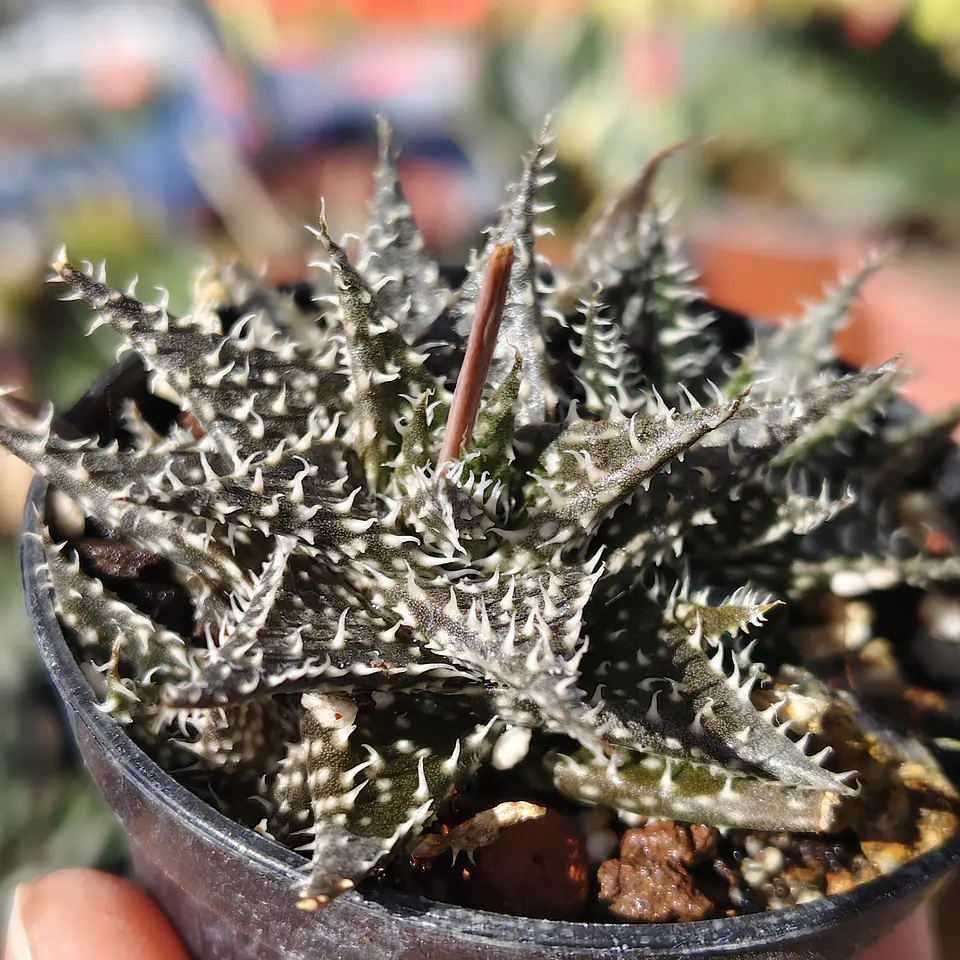 Aloe pepe  1