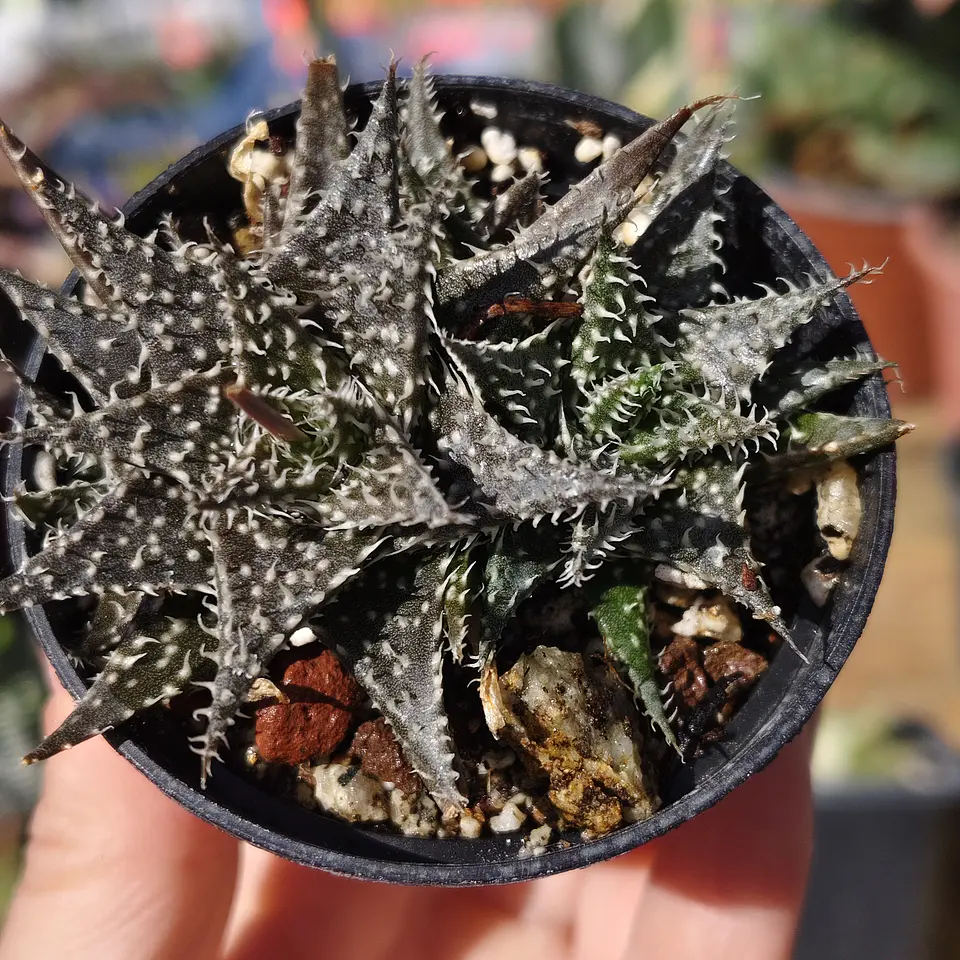 Aloe pepe  3