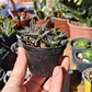 Aloe pepe  - Miniatura 4