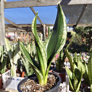 Sansevieria Whitney 