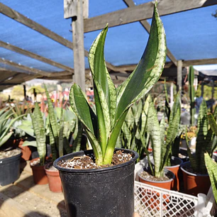 Sansevieria Whitney 