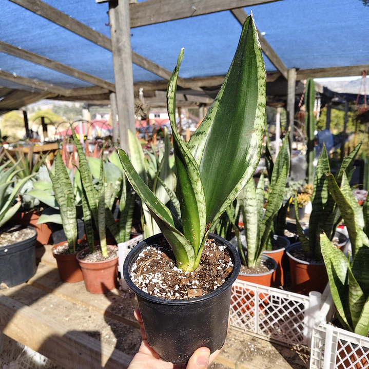 Sansevieria Whitney  3