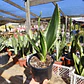 Sansevieria Whitney  - Miniatura 3
