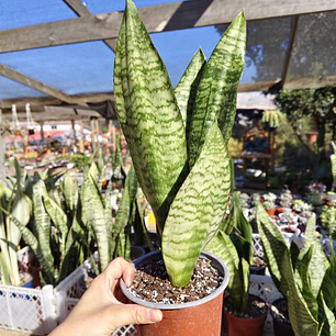 Sansevieria Robusta 