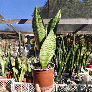 Sansevieria Robusta 
