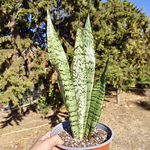 Sansevieria Zeylanica 