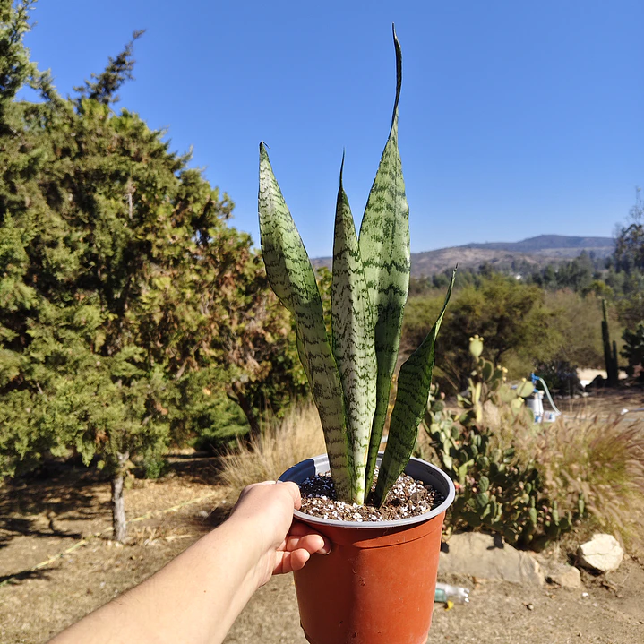 Sansevieria Zeylanica  3