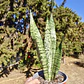 Sansevieria Zeylanica  - Miniatura 4