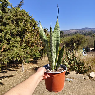 Sansevieria Zeylanica 