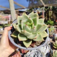 Echeveria agavoide Lavirgin - Miniatura 2