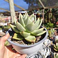 Echeveria agavoide Lavirgin - Miniatura 3