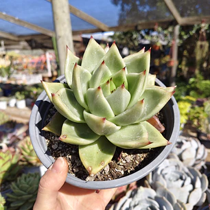 Echeveria agavoide Lavirgin