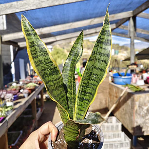 Sansevieria Laurentiis 