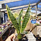 Sansevieria Laurentiis  - Miniatura 1