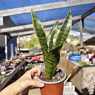 Sansevieria Laurentiis 