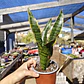 Sansevieria Laurentiis  - Miniatura 2