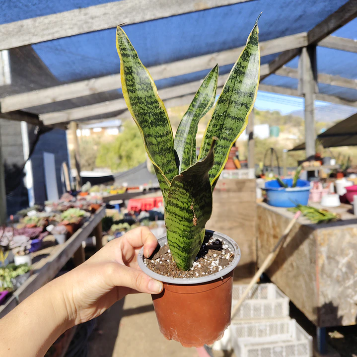 Sansevieria Laurentiis  3