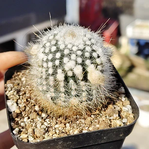 Parodia Scopa 