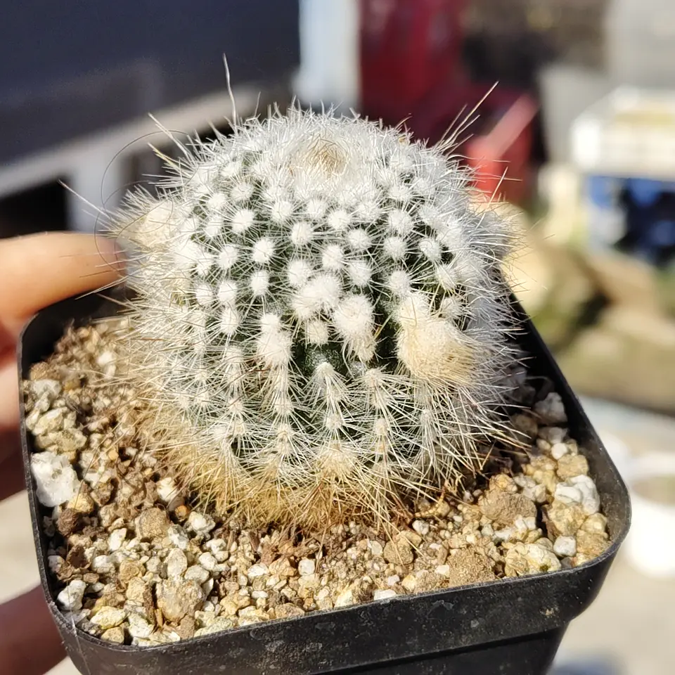 Parodia Scopa  1