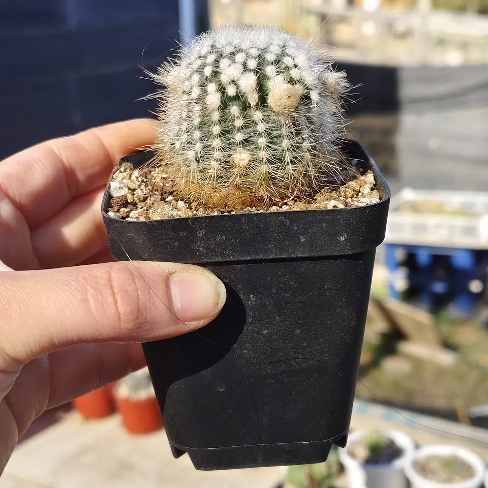 Parodia Scopa  2