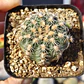 Gymnocalicium Bruchii  - Miniatura 1