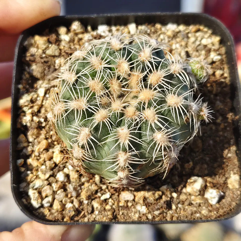 Gymnocalicium Bruchii  1