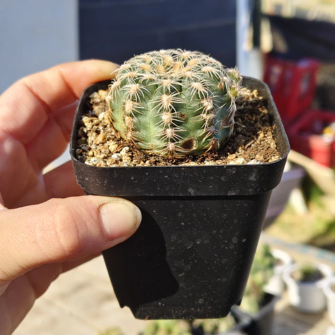 Gymnocalicium Bruchii 
