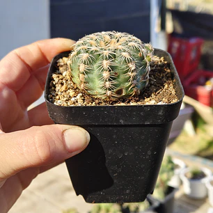 Gymnocalicium Bruchii 