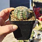 Gymnocalicium Bruchii  - Miniatura 2