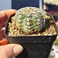 Gymnocalicium Bruchii  - Miniatura 3