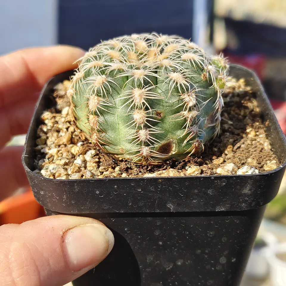 Gymnocalicium Bruchii  3