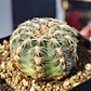 Gymnocalicium Bruchii  - Miniatura 4