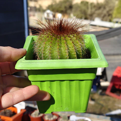 Parodia Magnifica