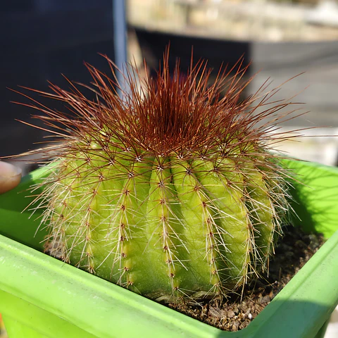 Parodia Magnifica